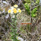 Helichrysum foetidum Immortelle  fétide Asteraceae E E 189.jpeg